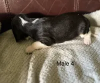 Male 4, a male Beagle for sale in Le Roy, NY – 2 of 7
