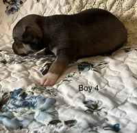 Male 4, a male Chiweenie for sale in Le Roy, NY – 6 of 9