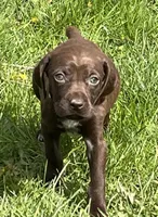 Female Liver Yellow Collar, a female German Shorthaired Pointer for sale in Le Roy, NY – Photo 2 of 10