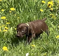 Female Liver Yellow Collar, a female German Shorthaired Pointer for sale in Le Roy, NY – Photo 1 of 10