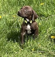 Female Liver Yellow Collar, a female German Shorthaired Pointer for sale in Le Roy, NY – Photo 4 of 10