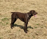 Female Liver Yellow Collar, a female German Shorthaired Pointer for sale in Le Roy, NY – Photo 8 of 10