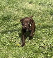 Female Liver Yellow Collar, a female German Shorthaired Pointer for sale in Le Roy, NY – Photo 3 of 10