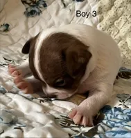 Male 3, a male Chiweenie for sale in Le Roy, NY – 5 of 9