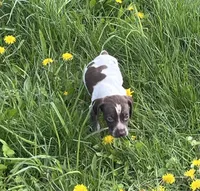 Male BF No Collar, a male German Shorthaired Pointer for sale in Le Roy, NY – Photo 3 of 10