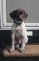Male BF No Collar, a male German Shorthaired Pointer for sale in Le Roy, NY – Photo 6 of 10