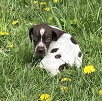 Male BF No Collar, a male German Shorthaired Pointer for sale in Le Roy, NY – Photo 2 of 10