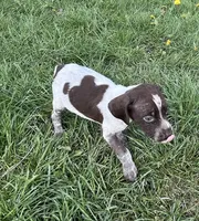 Male BF No Collar, a male German Shorthaired Pointer for sale in Le Roy, NY – Photo 4 of 10