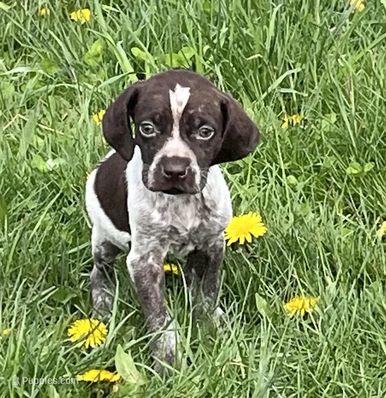 Male BF No Collar – German Shorthaired Pointer puppy for sale in Le Roy, NY