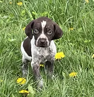 Male BF No Collar, a male German Shorthaired Pointer for sale in Le Roy, NY – Photo 1 of 10