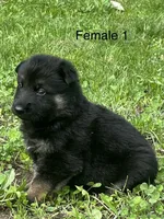 Female 1, a female German Shepherd Dog for sale in Le Roy, NY – 8 of 10