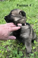 Female 4, a female German Shepherd Dog for sale in Le Roy, NY – 5 of 9