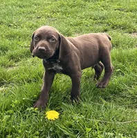Male BL Orange Collar, a male German Shorthaired Pointer for sale in Le Roy, NY – Photo 3 of 10