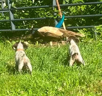 Male BL Orange Collar, a male German Shorthaired Pointer for sale in Le Roy, NY – Photo 7 of 10