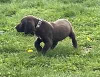 Male BL Orange Collar, a male German Shorthaired Pointer for sale in Le Roy, NY – Photo 1 of 10