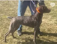 Male BL Orange Collar, a male German Shorthaired Pointer for sale in Le Roy, NY – Photo 6 of 10