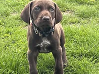 Male BL Orange Collar, a male German Shorthaired Pointer for sale in Le Roy, NY – Photo 4 of 10