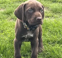 Male BL Orange Collar, a male German Shorthaired Pointer for sale in Le Roy, NY – Photo 2 of 10