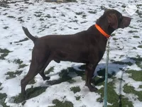 Male BL Orange Collar, a male German Shorthaired Pointer for sale in Le Roy, NY – Photo 5 of 10