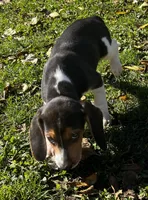 Faith white, a male Beagle for sale in Le Roy, NY – 9 of 10