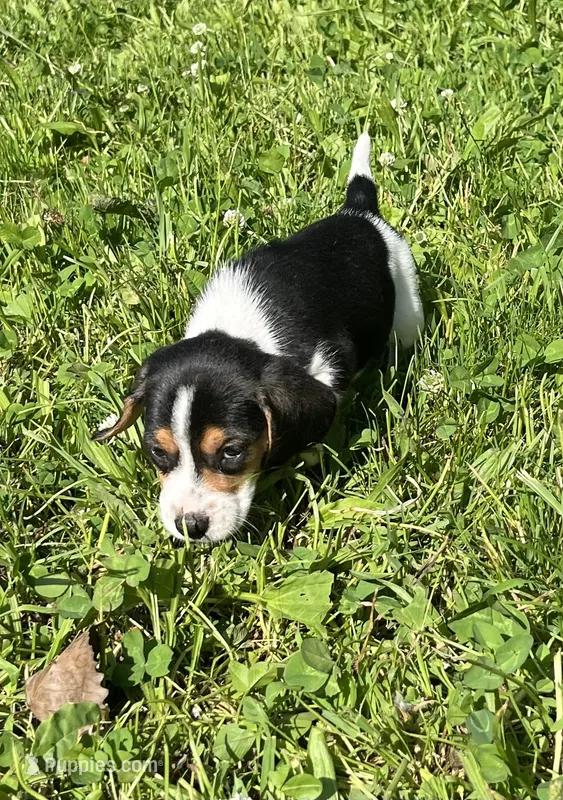 Male 2 – Beagle puppy for sale in Le Roy, NY