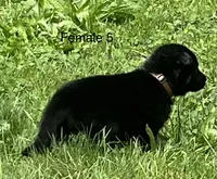 Female 5, a female German Shepherd Dog for sale in Le Roy, NY – 7 of 10