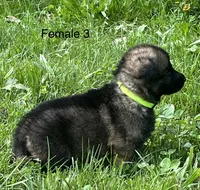 Female 3, a female German Shepherd Dog for sale in Le Roy, NY – 2 of 9