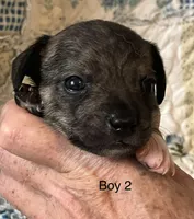 Male 2, a male Chiweenie for sale in Le Roy, NY – 8 of 10