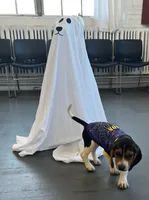 Male blue collar, a male Beagle for sale in Le Roy, NY – 6 of 10