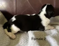 Female 2, a female Beagle for sale in Le Roy, NY – 5 of 6