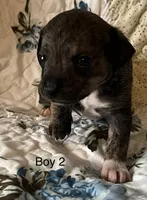 Male 2, a male Chiweenie for sale in Le Roy, NY – 9 of 10