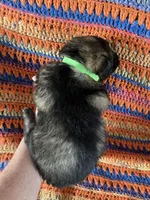 Green Collar Male Sable, a male German Shepherd Dog for sale in Le Roy, NY – Photo 2 of 8