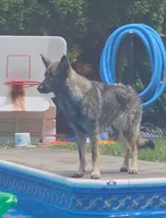 Green Collar Male Sable, a male German Shepherd Dog for sale in Le Roy, NY – Photo 7 of 8