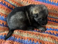 Green Collar Male Sable, a male German Shepherd Dog for sale in Le Roy, NY – Photo 4 of 8