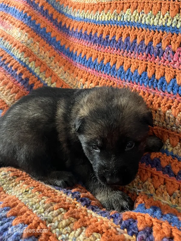 Green Collar Male Sable