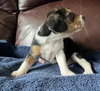 Female 5, a female Beagle for sale in Le Roy, NY – 2 of 8