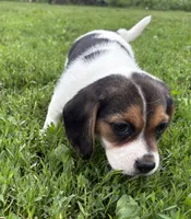 Angel female, a female Beagle for sale in Le Roy, NY – 3 of 3
