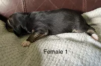 Female 1, a female Beagle for sale in Le Roy, NY – 3 of 5