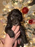 Spot, a male Miniature Aussiedoodle for sale in Kingston, PA – 2 of 3