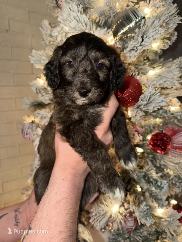 Spot – Miniature Aussiedoodle puppy for sale in Kingston, PA