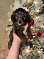 Spot, a male Miniature Aussiedoodle for sale in Kingston, PA – 1 of 3