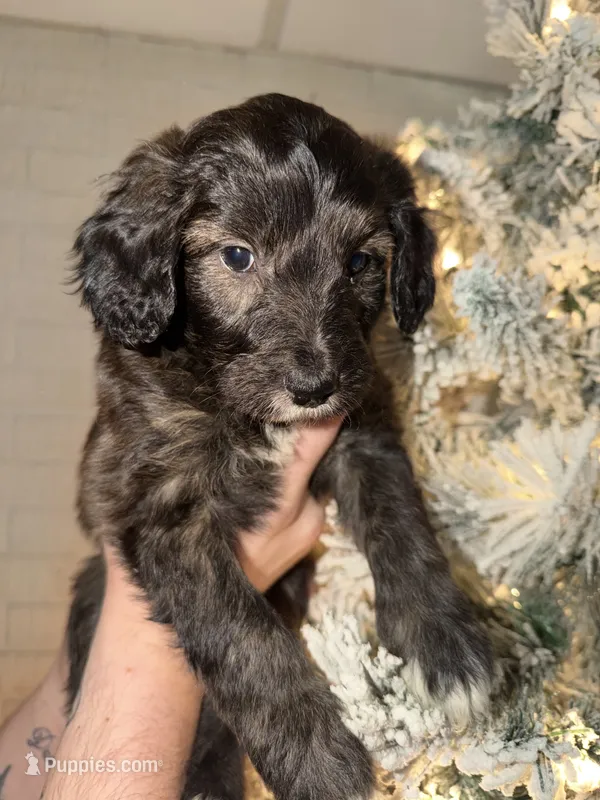 Jink – Miniature Aussiedoodle puppy for sale in Kingston, PA