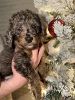 Rusty , a male Miniature Aussiedoodle for sale in Kingston, PA – 1 of 2
