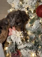 Rusty , a male Miniature Aussiedoodle for sale in Kingston, PA – 2 of 2