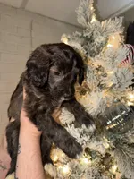 Jink, a male Miniature Aussiedoodle for sale in Kingston, PA – 2 of 3