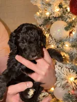 Murray , a male Miniature Aussiedoodle for sale in Kingston, PA – 3 of 3