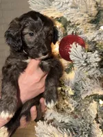 Jink, a male Miniature Aussiedoodle for sale in Kingston, PA – 3 of 3
