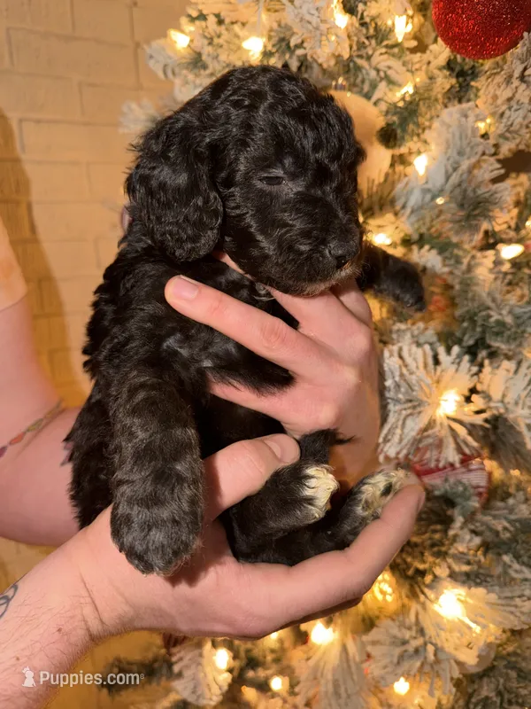 Murray  – Miniature Aussiedoodle puppy for sale in Kingston, PA