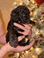 Murray , a male Miniature Aussiedoodle for sale in Kingston, PA – 1 of 3