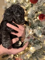 Murray , a male Miniature Aussiedoodle for sale in Kingston, PA – 2 of 3
